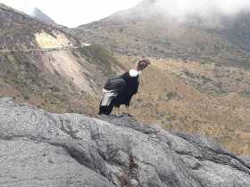 Cóndor en el Parque Nacional Natural Los Nevados