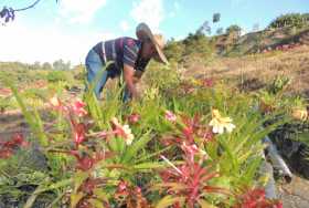 El Huerto Floricultor La Esperanza produce por lo menos 50 especies de árboles y plantas, igual que flores de distintas especies
