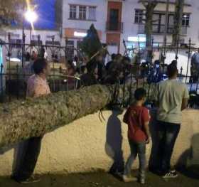 2 muertos por caída de palma en la Plaza La Candelaria de Riosucio