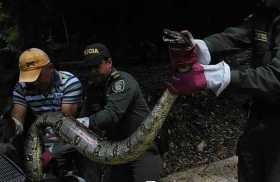 Hallan a una boa cerca de una vivienda de Victoria (Caldas)