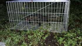 Zarigüeya que permaneció un mes en el techo de una casa, fue liberada en una zona boscosa de Manizales.