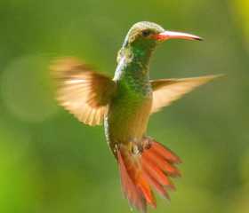 En Caldas se puede avistar este colibrí