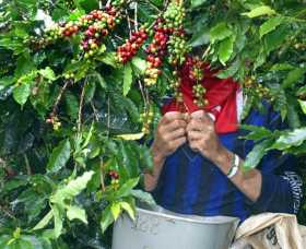 Producción de café cayó 3,2% en lo que va del año