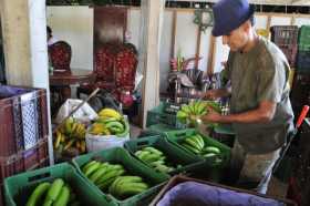 Rehúse la bolsa del plátano y banano