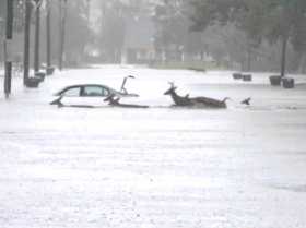  La periodista Stephanie Abrams, del noticiero Weather Channel, capturó estos ciervos nadando y un auto flotando ayer en Jackson