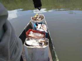 Los pescadores del embalse San Francisco madrugan todos los días a rebuscarse el pescado, pero solo encuentran peces muertos, al