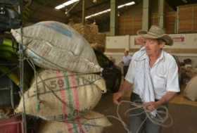 Costo de producir una arroba de café es de $760 mil por carga: Federacafé
