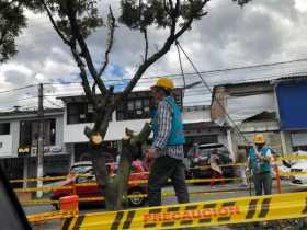 En el separador de la Avenida Santander, entre el puente de Vizcaya y el Batallón Ayacucho, ayer talaron 40 árboles.