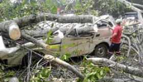 Caída de árbol en carretera deja cinco personas muertas