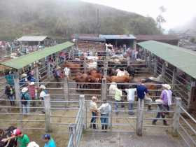 Lo mató un toro en la feria ganadera de Samaná