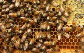 Debatirán de abejas y seguridad alimentaria desde hoy en Manizales 