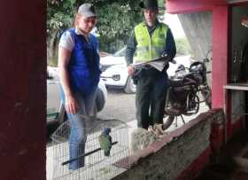Familia en Chinchiná entrega a Policía y Corpocaldas aves silvestres que estaban en cautiverio 