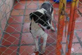 En La Dorada, dos lesionadas por mordedura de perros en 15 días