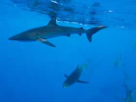 El salvavidas que lanza la Procuraduría para revocar la pesca de tiburones