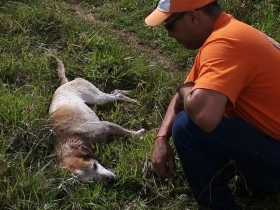 Miembros de la Defensa Civil rescataron el canino. 