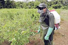 El año pasado se implementó la estrategia de fumigar con drones, pero no fueron efectivos. Por eso, el Gobierno buscaría superar