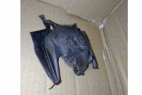 Fotos | Cortesía | LA PATRIA 