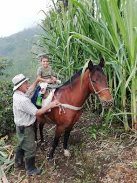 Caficultores confían en leve impacto de El Niño