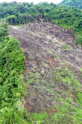  El ministro de Ambiente y Desarrollo Sostenible, Ricardo Lozano, advirtió en diciembre en que se prevé que la cifra de deforest