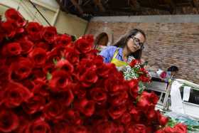 35 mil toneladas de rosas colombianas fueron exportadas en el Día de San Valentín 