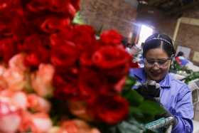 El 80% de las exportaciones de flores salen por el aeropuerto El Dorado de Bogotá. 
