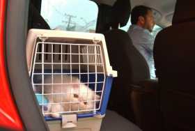 Sergio Salazar transporta a su gata Paloma, de tres meses, en un guacal. Lo sujeta con los cinturones de seguridad para evitar q