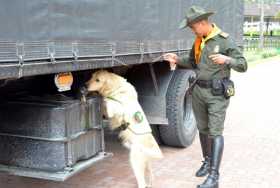 Los perros adiestrados de la Escuela de Carabineros Alejandro Gutiérrez son imprescindibles para las tareas de búsqueda. Estos a