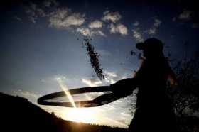 Heladas en Brasil beneficiarían precios del café en Colombia 