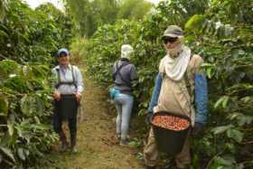 Mejora cosecha cafetera