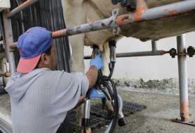 La calidad pesa en el precio de la leche