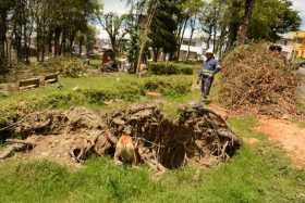 Árboles en el Parque Bellavista necesitan atención 