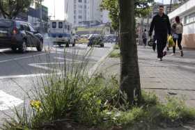  En varios sectores se quejan de la altura del pasto. 