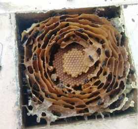 Foto | Cortesía Julián López | LA PATRIA Panal de abejas sin aguijón en Pensilvania