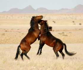 Los caballos salvajes del desierto de Namibia