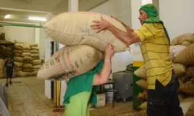 Caficultores están preocupados por la baja calidad del grano.