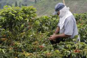 Gobierno anuncia $60 mil millones más para el sector cafetero