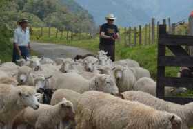 Marulanda es famoso por hacer las mejores ruanas del país y se proyecta como destino turístico  para mostrar sus ovejas, el pais