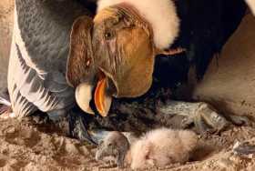Así es el polluelo de cóndor que nació en el Aviario Nacional de Barú