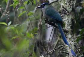  Momotus aequatorialis o barranquillo, avistado en la Reserva de Río Blanco.