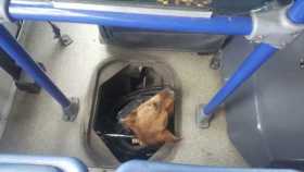 Rescatan a perro atrapado en buseta en Maltería