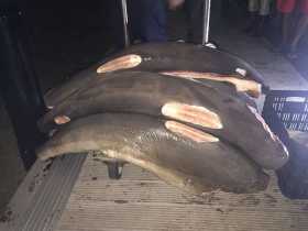 Procuraduría pide a Minagricultura revocar resolución sobre pesca de tiburones 