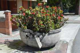  Los jardineros de Visión Norte reportan daños constantes en materas de los bulevares. Esta está ubicada en el bulevar de Milán.