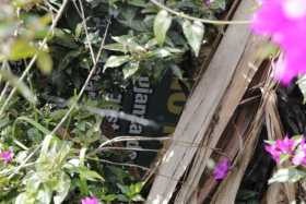 Los jardines del estadio Palogrande están abandonados 