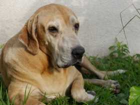 El perro Marcos cumplió en julio dos años a las afueras del Hospital San Marcos de Chinchiná. Espera a que su dueño regrese. Est