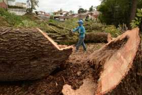 Constructora repondrá árboles talados en lote del barrio La Francia, en Manizales 
