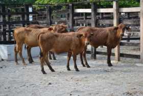 Subasta virtual de ganado en La Dorada 