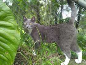 En Manizales buscan gato de patas blancas que se perdió el miércoles