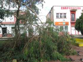 Se cayó el árbol en el parque de La Candelaria, en Riosucio