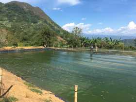 En la finca La Pangola trabajan en la segunda cosecha de tilapia.