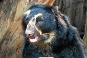 El zoológico de Barranquilla ha registrado al oso Chucho en su cuenta de Twitter. Asegura que es de los animales más queridos po